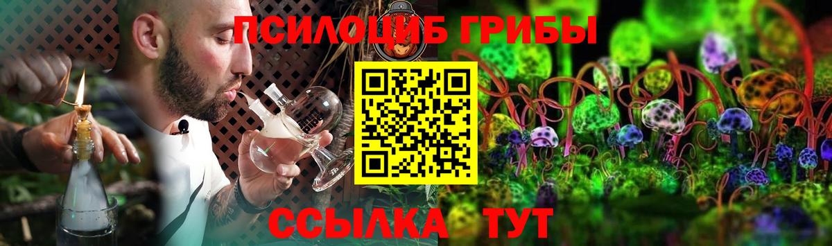 Псилоцибиновые грибы Psilocybe Балтийск